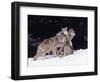 Gray Wolves Cuddling and Playing-Lynn M^ Stone-Framed Photographic Print