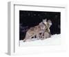 Gray Wolves Cuddling and Playing-Lynn M^ Stone-Framed Photographic Print