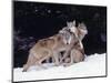 Gray Wolves Cuddling and Playing-Lynn M^ Stone-Mounted Photographic Print