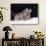 Gray Wolves Cuddling and Playing-Lynn M^ Stone-Photographic Print displayed on a wall