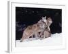 Gray Wolves Cuddling and Playing-Lynn M^ Stone-Framed Photographic Print