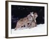 Gray Wolves Cuddling and Playing-Lynn M^ Stone-Framed Photographic Print