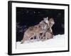 Gray Wolves Cuddling and Playing-Lynn M^ Stone-Framed Photographic Print