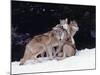 Gray Wolves Cuddling and Playing-Lynn M^ Stone-Mounted Photographic Print