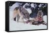 Gray Wolves Feeding on Deer Carcass-DLILLC-Framed Stretched Canvas