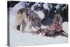 Gray Wolves Feeding on Deer Carcass-DLILLC-Stretched Canvas