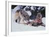 Gray Wolves Feeding on Deer Carcass-DLILLC-Framed Photographic Print