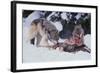 Gray Wolves Feeding on Deer Carcass-DLILLC-Framed Photographic Print