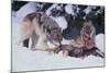 Gray Wolves Feeding on Deer Carcass-DLILLC-Mounted Photographic Print