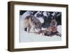 Gray Wolves Feeding on Deer Carcass-DLILLC-Framed Photographic Print