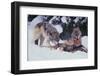 Gray Wolves Feeding on Deer Carcass-DLILLC-Framed Photographic Print