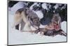 Gray Wolves Feeding on Deer Carcass-DLILLC-Mounted Photographic Print