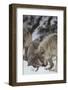 Gray Wolves Greeting One Another-DLILLC-Framed Photographic Print