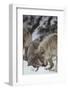 Gray Wolves Greeting One Another-DLILLC-Framed Photographic Print