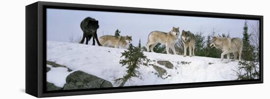 Gray Wolves in a Forest, Massey, Ontario, Canada-null-Framed Stretched Canvas