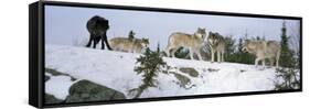 Gray Wolves in a Forest, Massey, Ontario, Canada-null-Framed Stretched Canvas