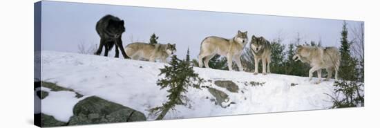 Gray Wolves in a Forest, Massey, Ontario, Canada-null-Stretched Canvas