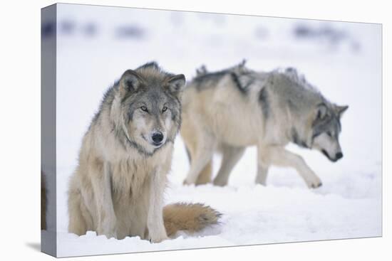 Gray Wolves in Snow-DLILLC-Stretched Canvas