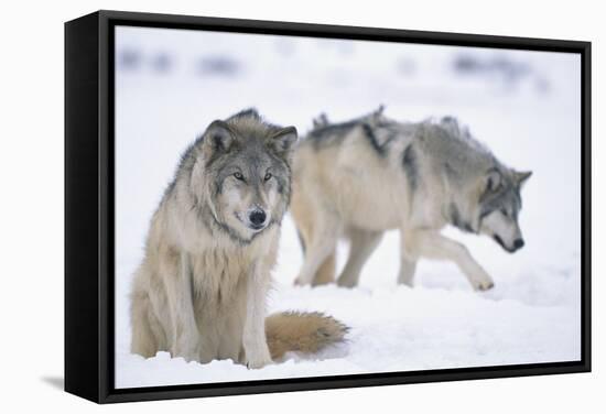 Gray Wolves in Snow-DLILLC-Framed Stretched Canvas