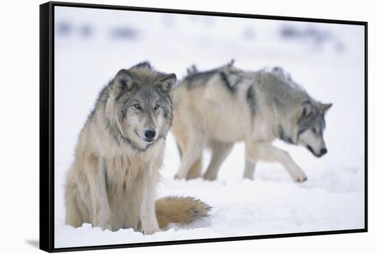 Gray Wolves in Snow-DLILLC-Framed Stretched Canvas