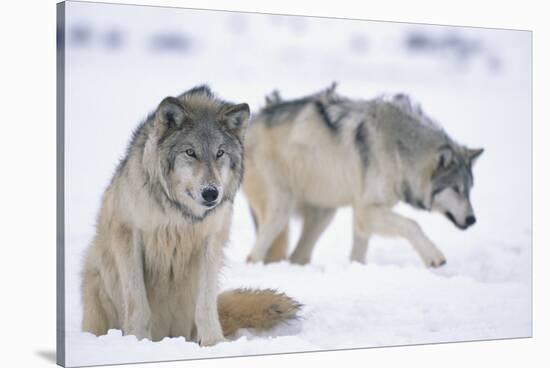 Gray Wolves in Snow-DLILLC-Stretched Canvas