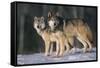 Gray Wolves in Snow-DLILLC-Framed Stretched Canvas