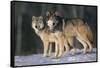 Gray Wolves in Snow-DLILLC-Framed Stretched Canvas