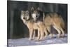 Gray Wolves in Snow-DLILLC-Stretched Canvas