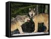 Gray Wolves in Snow-DLILLC-Framed Stretched Canvas