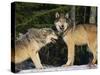 Gray Wolves in Snow-DLILLC-Stretched Canvas