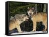 Gray Wolves in Snow-DLILLC-Framed Stretched Canvas