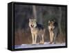 Gray Wolves in Snow-DLILLC-Framed Stretched Canvas