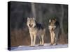 Gray Wolves in Snow-DLILLC-Stretched Canvas