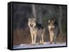 Gray Wolves in Snow-DLILLC-Framed Stretched Canvas