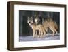 Gray Wolves in Snow-DLILLC-Framed Premium Photographic Print