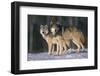 Gray Wolves in Snow-DLILLC-Framed Premium Photographic Print