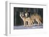 Gray Wolves in Snow-DLILLC-Framed Premium Photographic Print