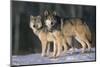 Gray Wolves in Snow-DLILLC-Mounted Premium Photographic Print