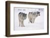 Gray Wolves in Snow-DLILLC-Framed Photographic Print