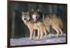 Gray Wolves in Snow-DLILLC-Framed Photographic Print