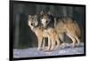 Gray Wolves in Snow-DLILLC-Framed Photographic Print