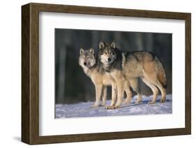 Gray Wolves in Snow-DLILLC-Framed Photographic Print