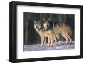 Gray Wolves in Snow-DLILLC-Framed Photographic Print