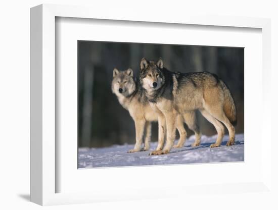 Gray Wolves in Snow-DLILLC-Framed Photographic Print