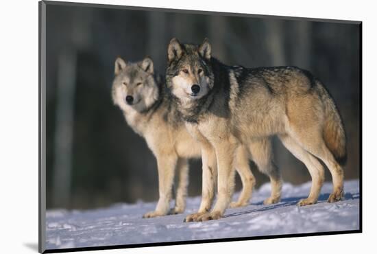 Gray Wolves in Snow-DLILLC-Mounted Photographic Print