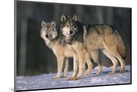 Gray Wolves in Snow-DLILLC-Mounted Photographic Print