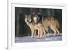 Gray Wolves in Snow-DLILLC-Framed Photographic Print