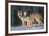 Gray Wolves in Snow-DLILLC-Framed Photographic Print