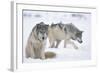 Gray Wolves in Snow-DLILLC-Framed Photographic Print