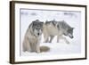 Gray Wolves in Snow-DLILLC-Framed Photographic Print